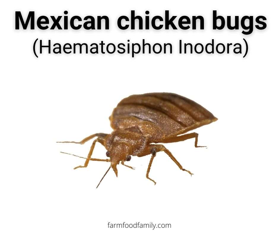 mexican chicken bugs haematosiphon inodora