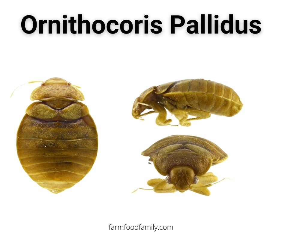 ornithocoris pallidus