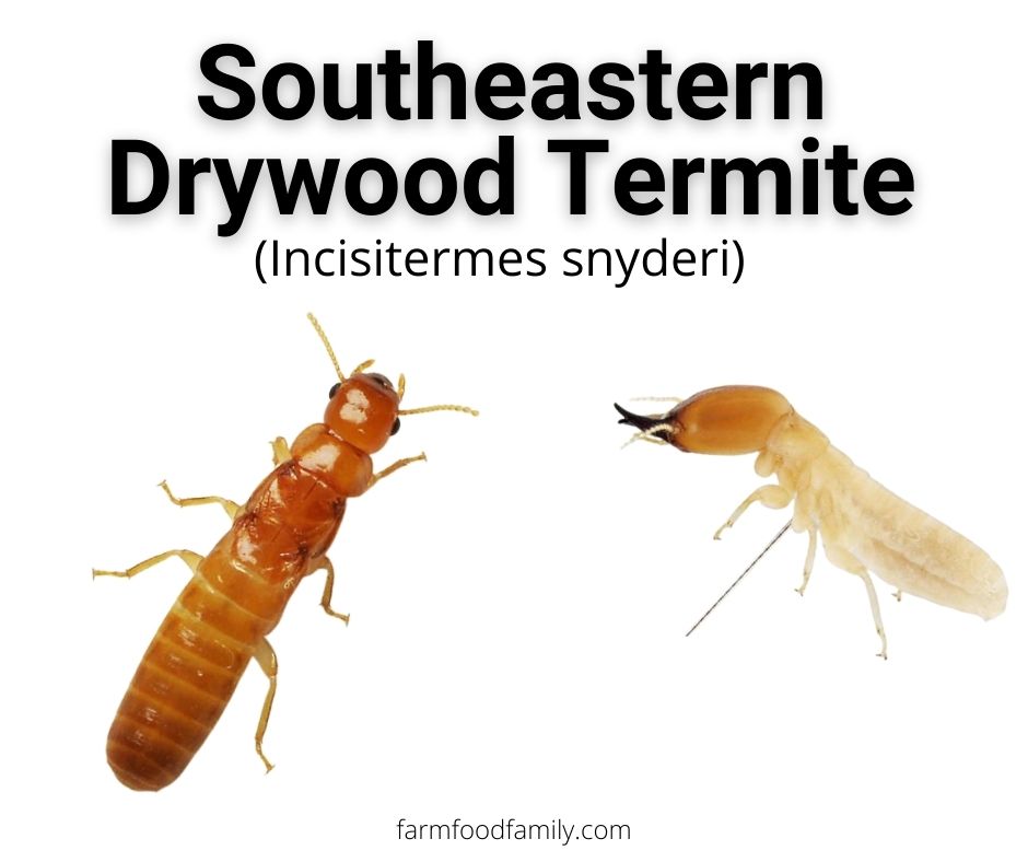 southeastern drywood termites