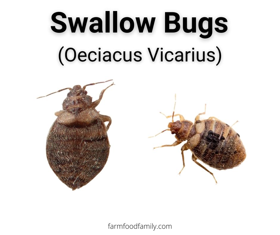 swallow bugs oeciacus vicarius