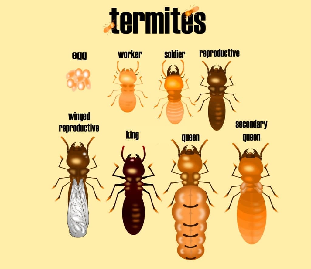 termites worker