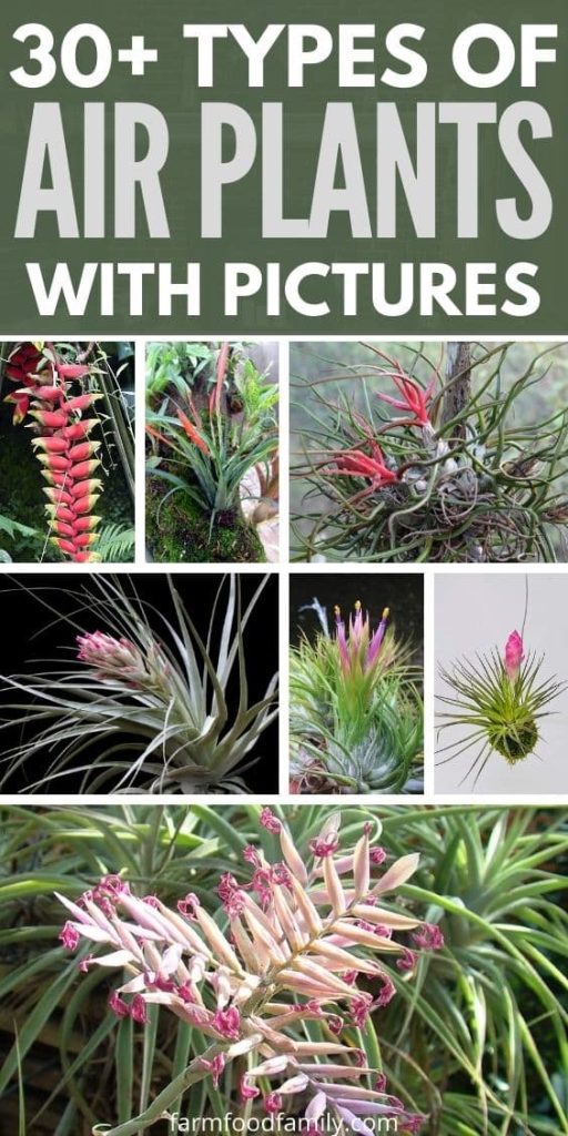 types of air plants with pictures