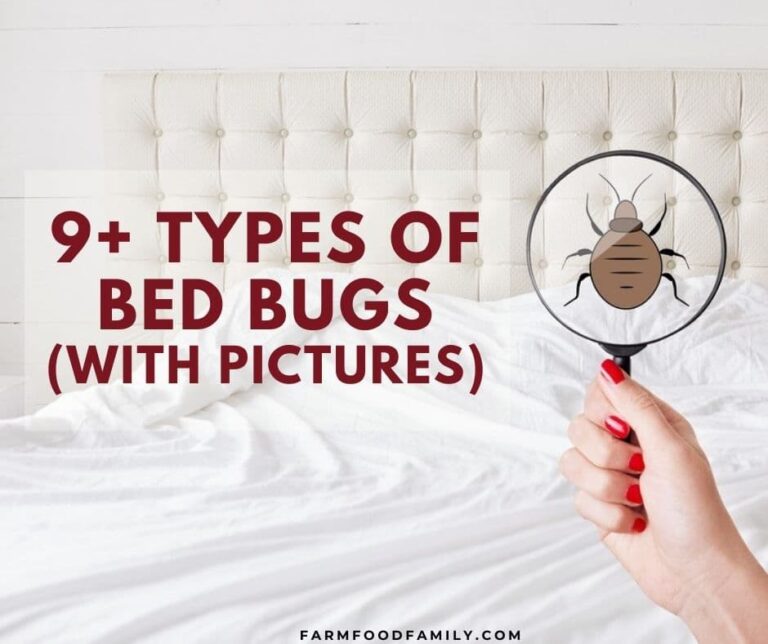 9+ Different Types Of Bed Bugs (With Pictures) – Identification Guide
