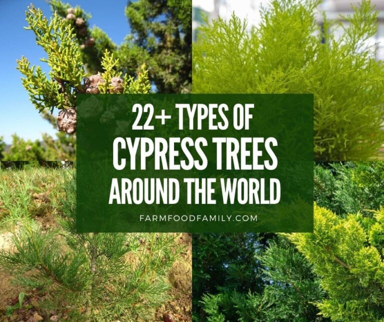 22+ Different Types Of Cypress Trees With Pictures: Identification, Symbolism