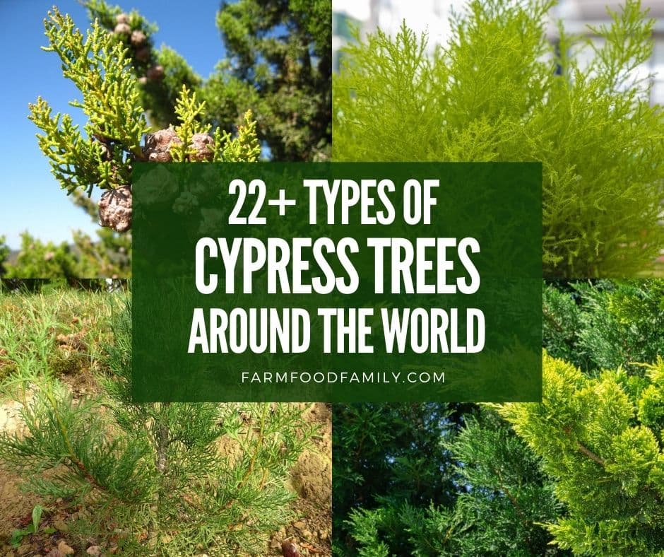 22 Types Of Cypress Trees With, Types Of Trees In Landscape
