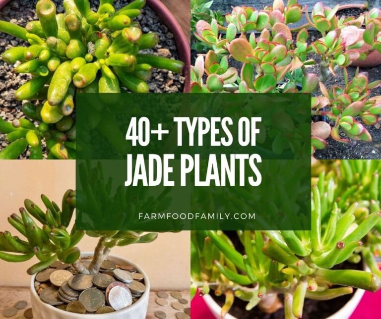 40+ Different Types Of Jade Plants (Crassula Ovata) With Pictures