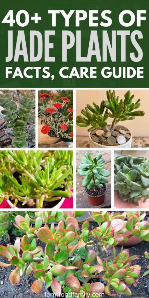 types of jade plants with pictures