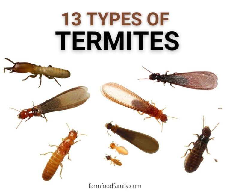 13+ Different Types Of Termites With Pictures: Identification Guide
