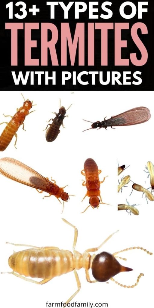 types of termites with pictures