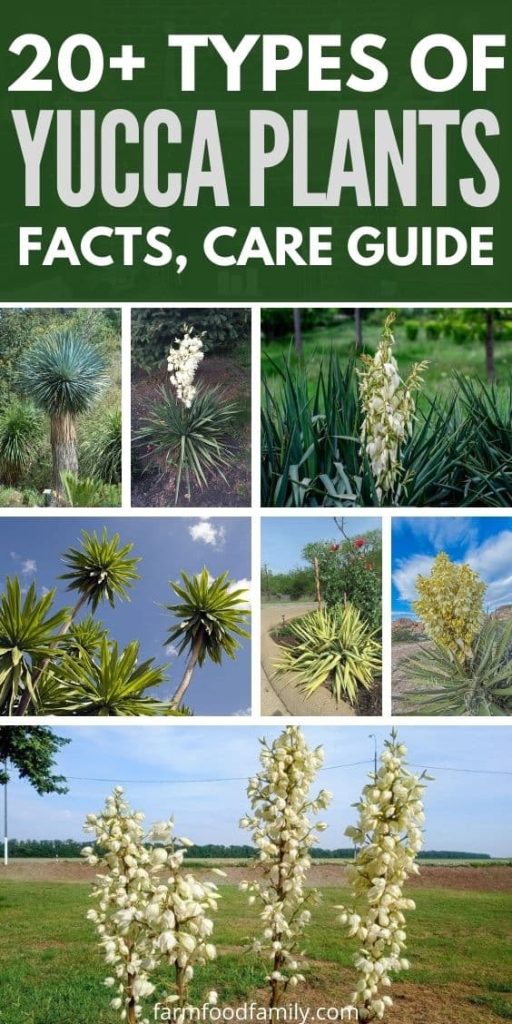 types of yucca plants with pictures