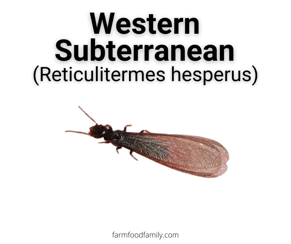 western subterranean termite reticulitermes hesperus