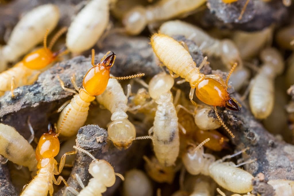 what is termites