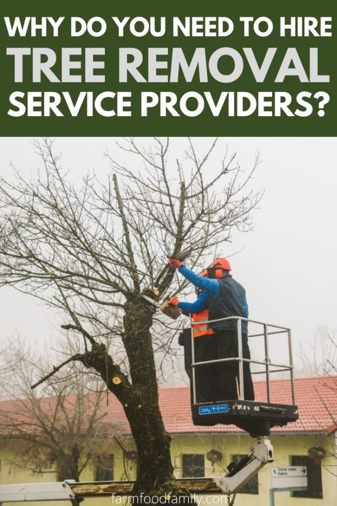 why do you need hire tree removal service providers