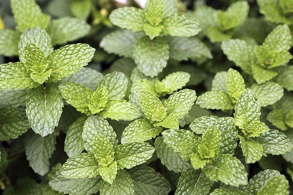 29 Different Types Of Mint Plants With Pictures (Identification Guide)
