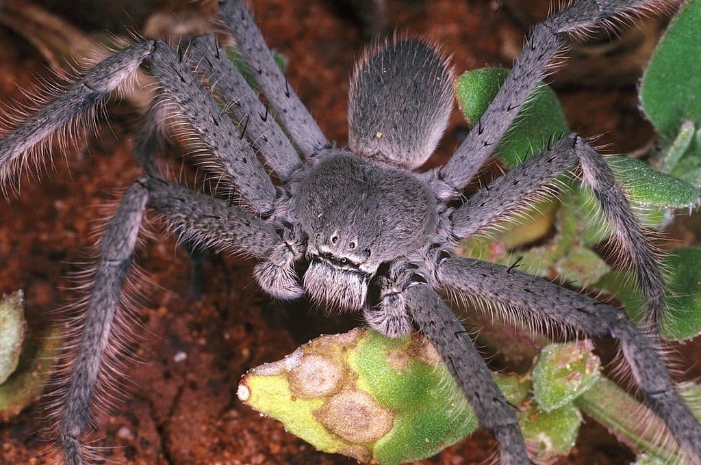11 huntsman spider family heteropodidae