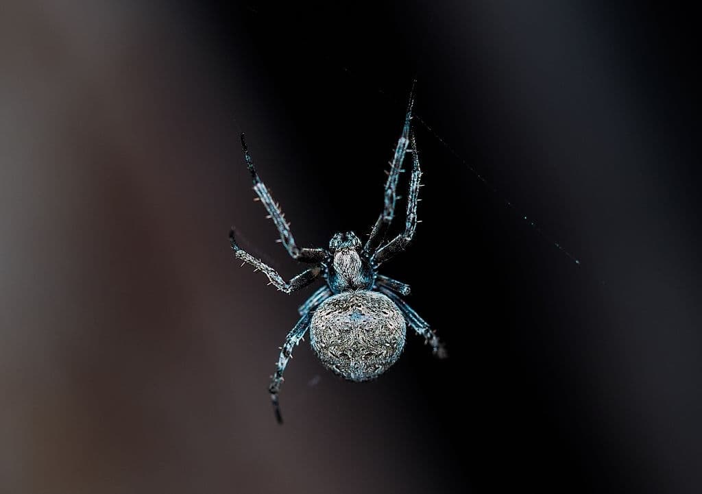 14 orb weaver spider