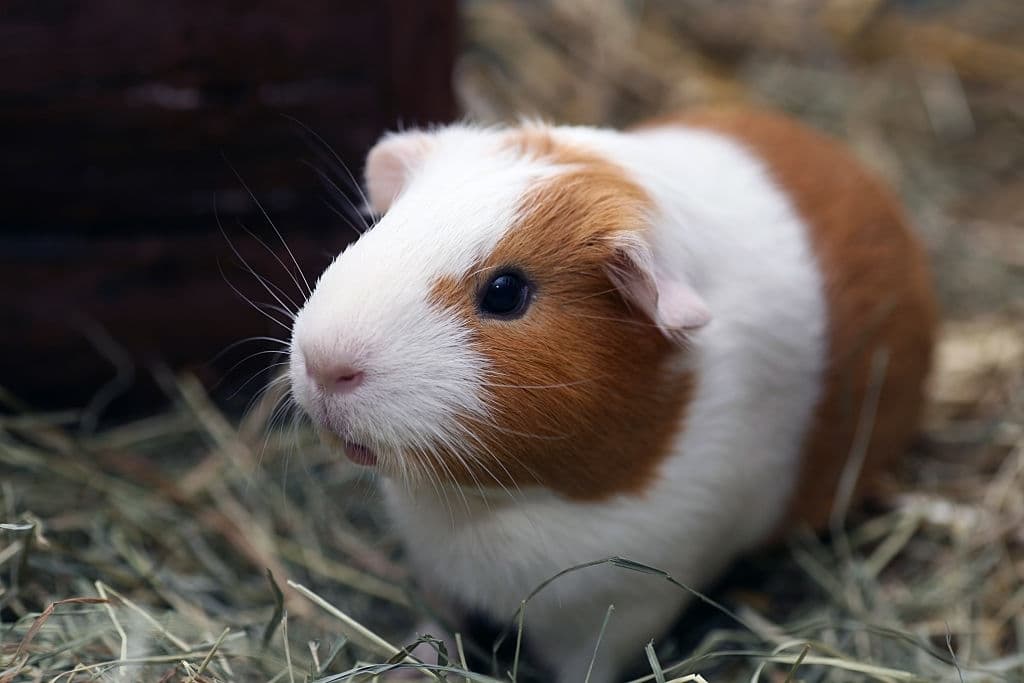 19 guinea pig