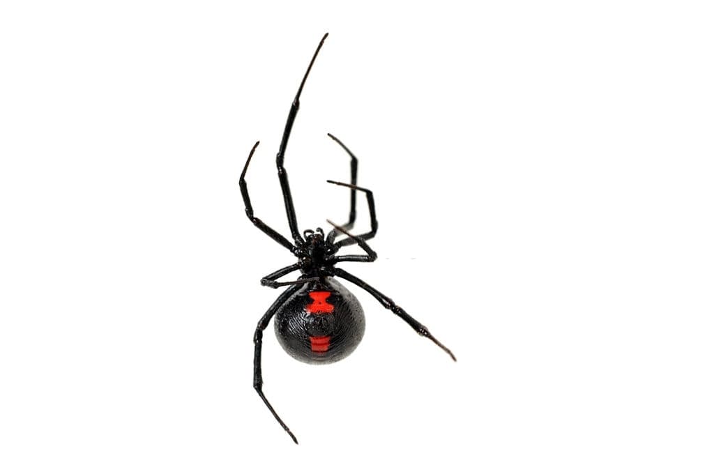 2 black widow spider