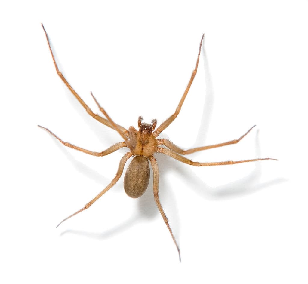 4 brown recluse spider