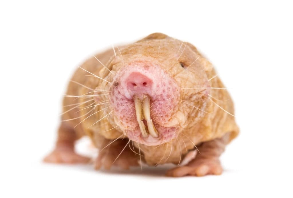 5 naked mole rat