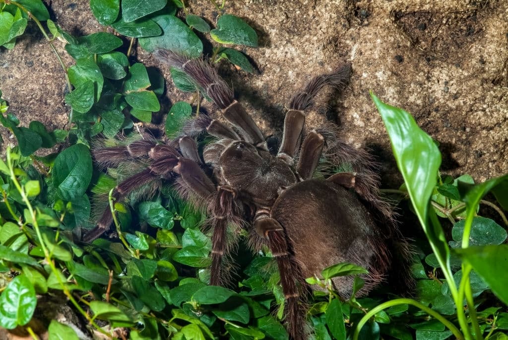 8 theraphosa blondi goliath birdeater tarantula