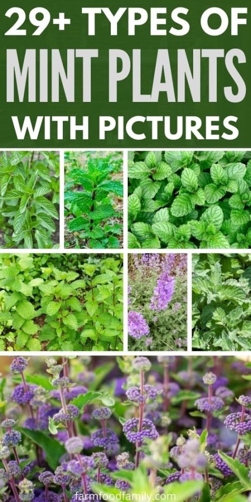 types of mint plants with pictures