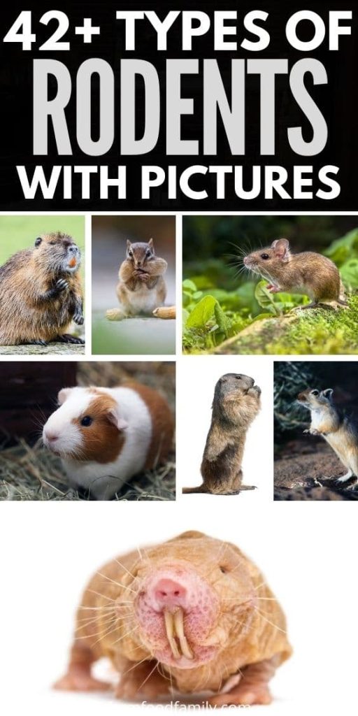 types of rodents with pictures