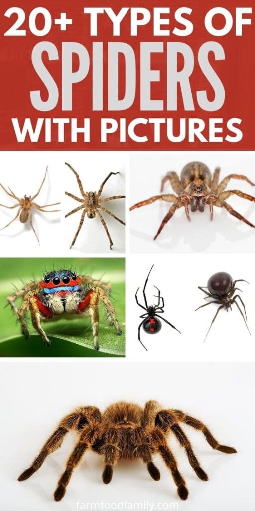 types of spiders with pictures
