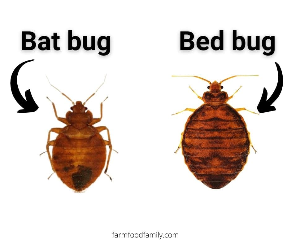 bat bug vs bed bug