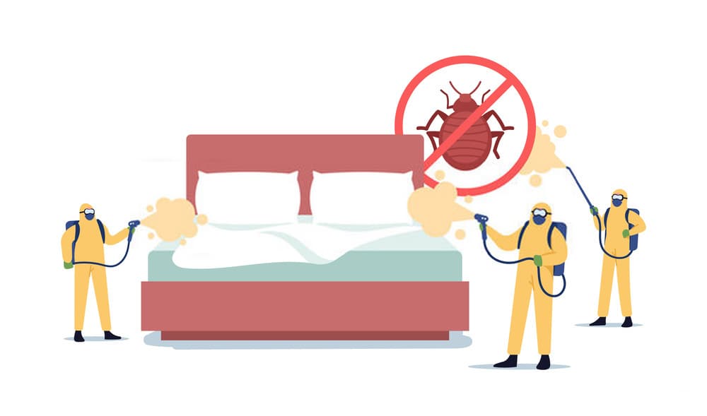 bed bug bites prevention
