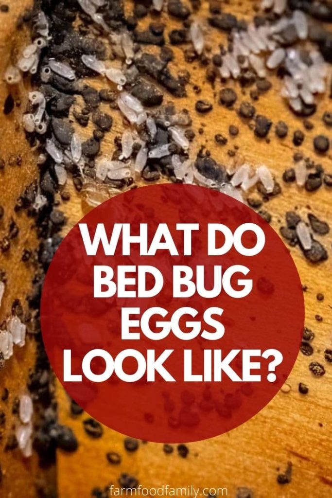 bed bug eggs identification guide