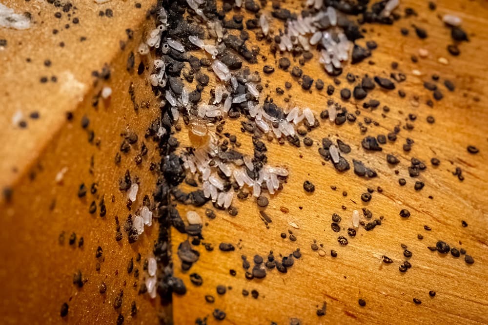 bed bug eggs on draw