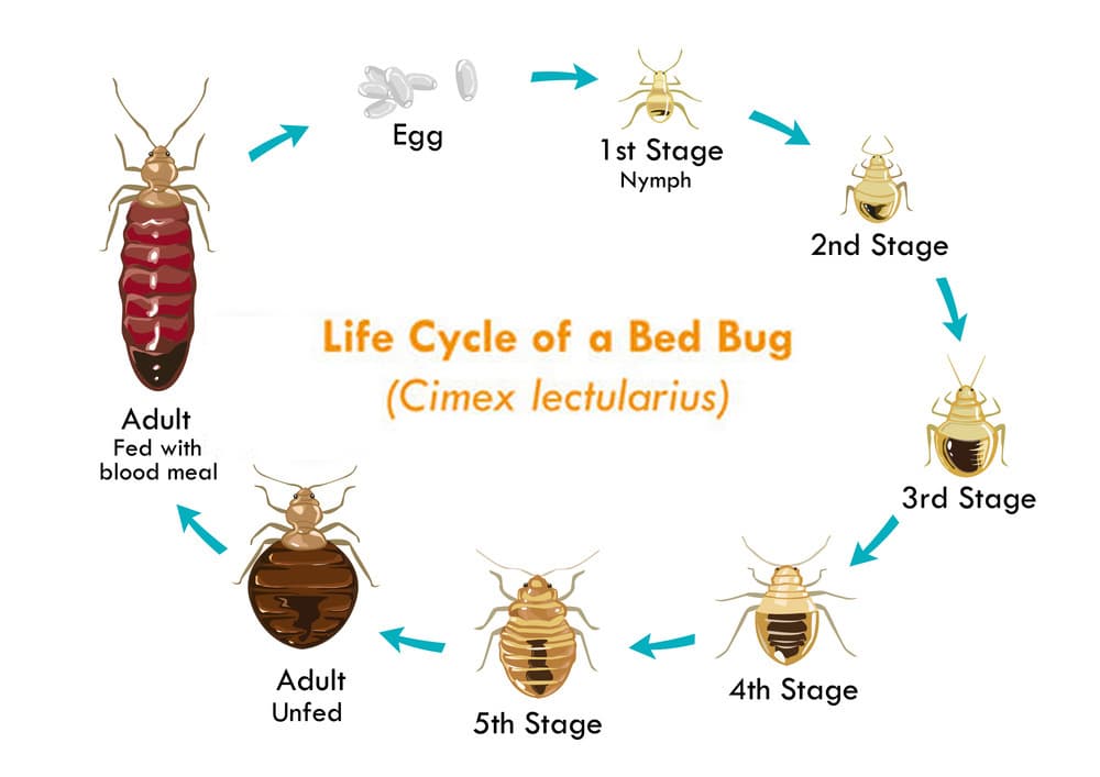 bed bug lifecycle