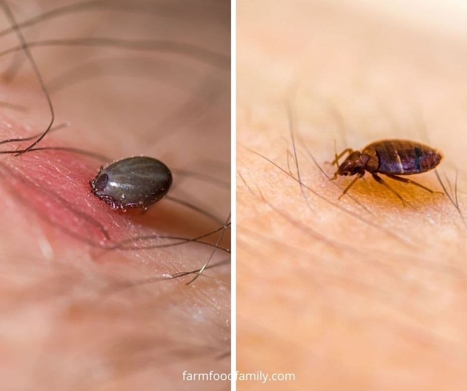 bed bug vs tick feeding