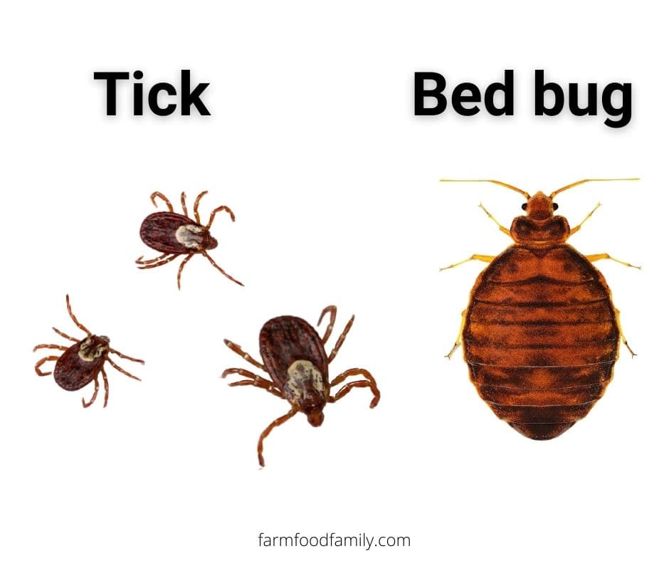 bed bug vs tick size