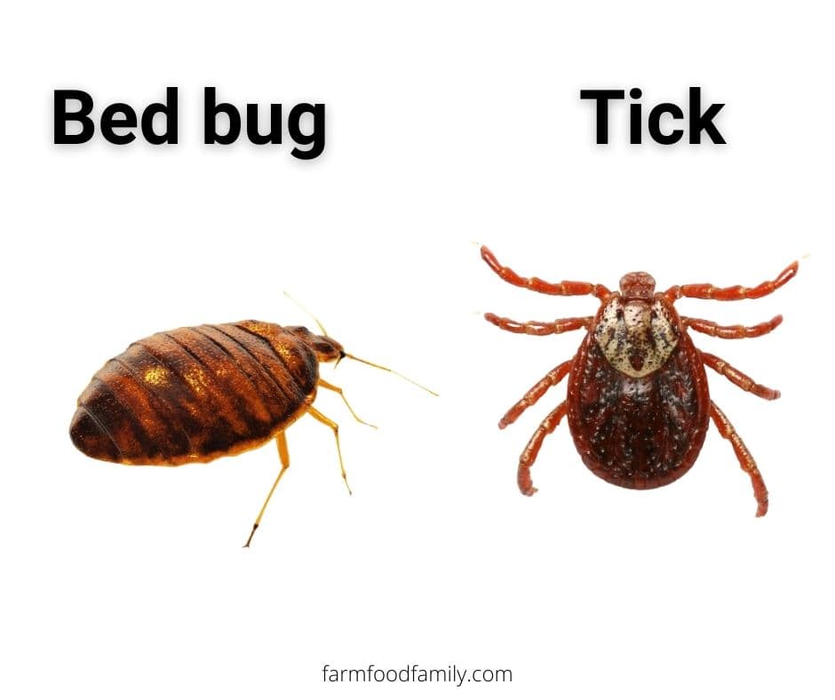 bed bug vs tick