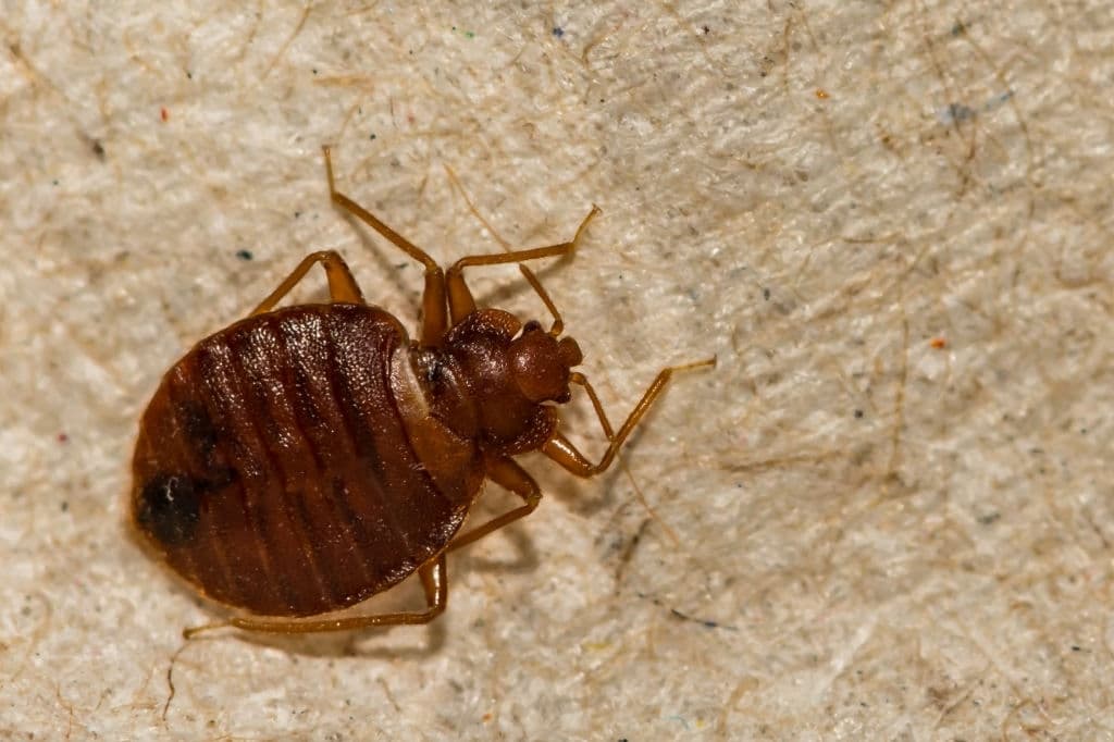 common bed bugs