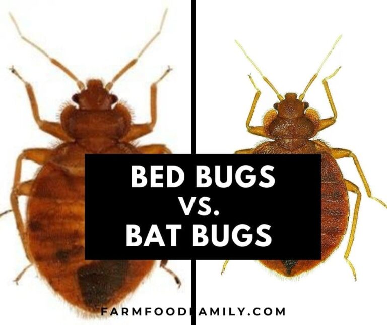 Bed Bugs vs. Bat Bugs: Similarities and Differences (Photos)