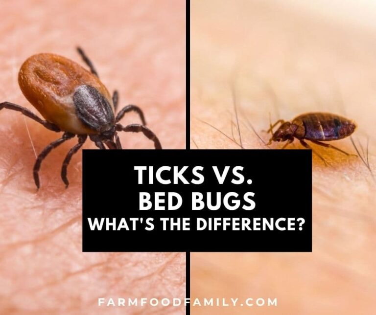 Bed Bugs Vs. Ticks Side By Side: Differences and Similarities