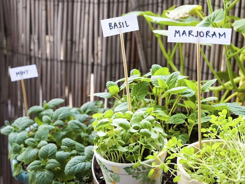 grow own herb garden