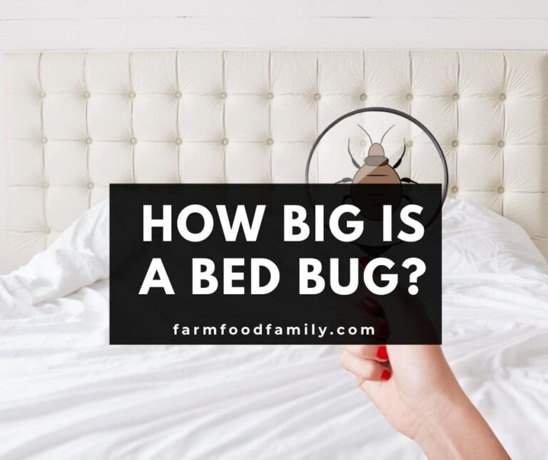 How Big is a Bed Bug? (Sizes At Different Life Stages)