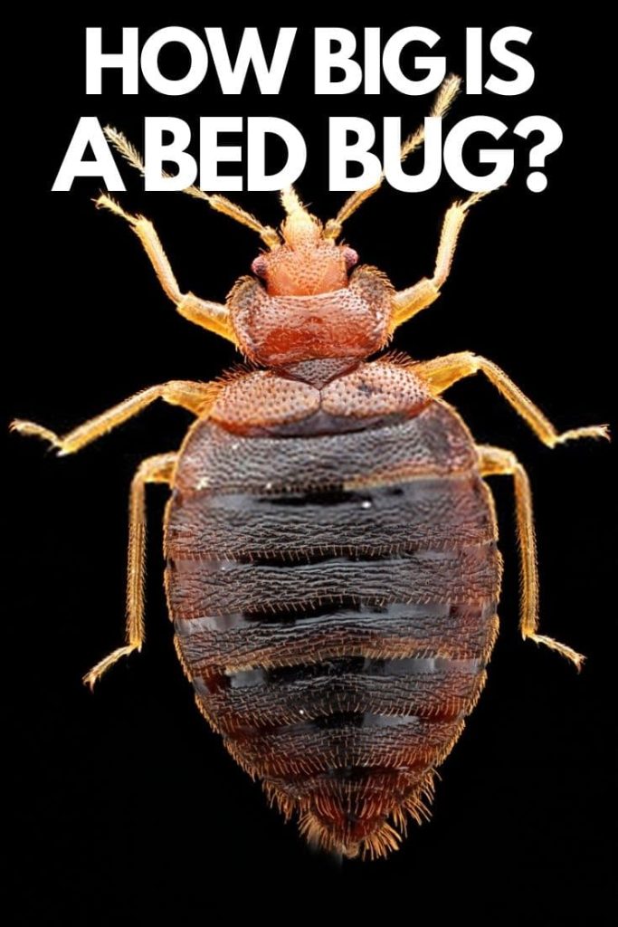 how big is a bed bug