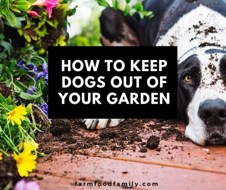 How To Keep Dogs Out Of Your Garden