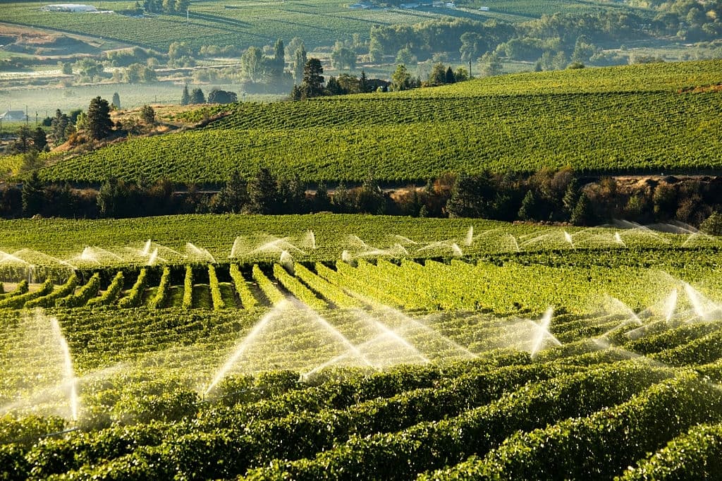 irrigation sprinkler okanagan vineyard