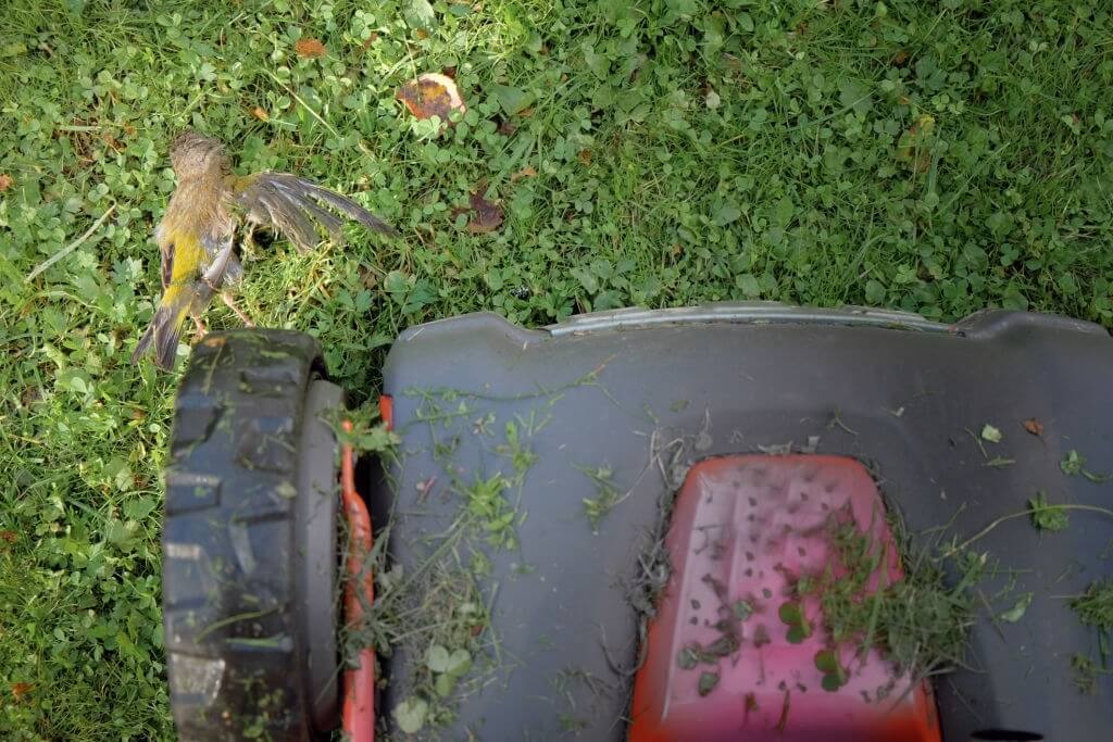 lawn mower dies