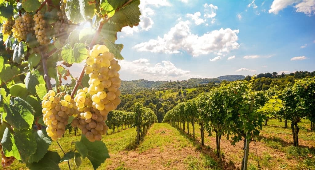 vineyard with white wine grapes