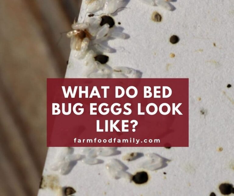 What Do Bed Bug Eggs Look Like? and How To Kill Them
