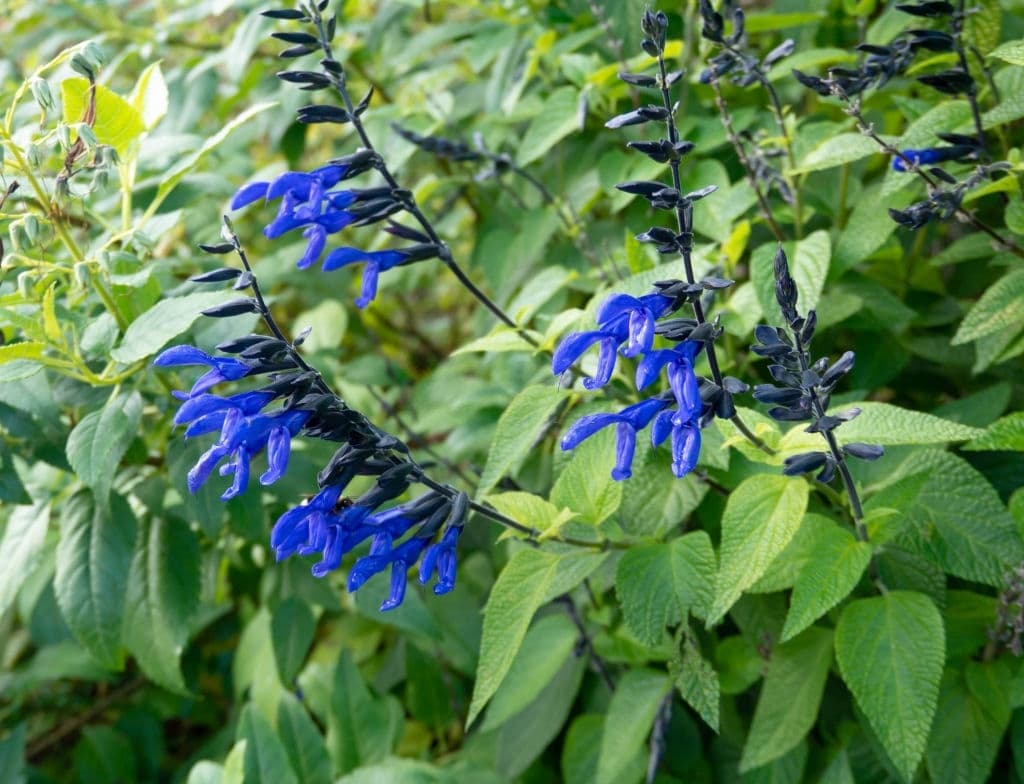 1 salvia guaranitica or anise scented sage