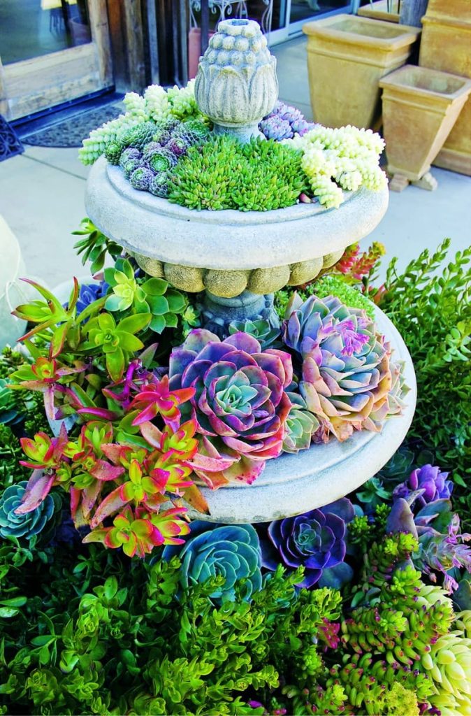 1 succulent garden ideas designs