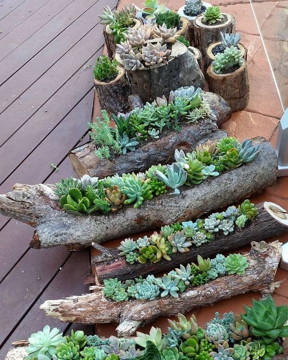 10 succulent garden ideas designs